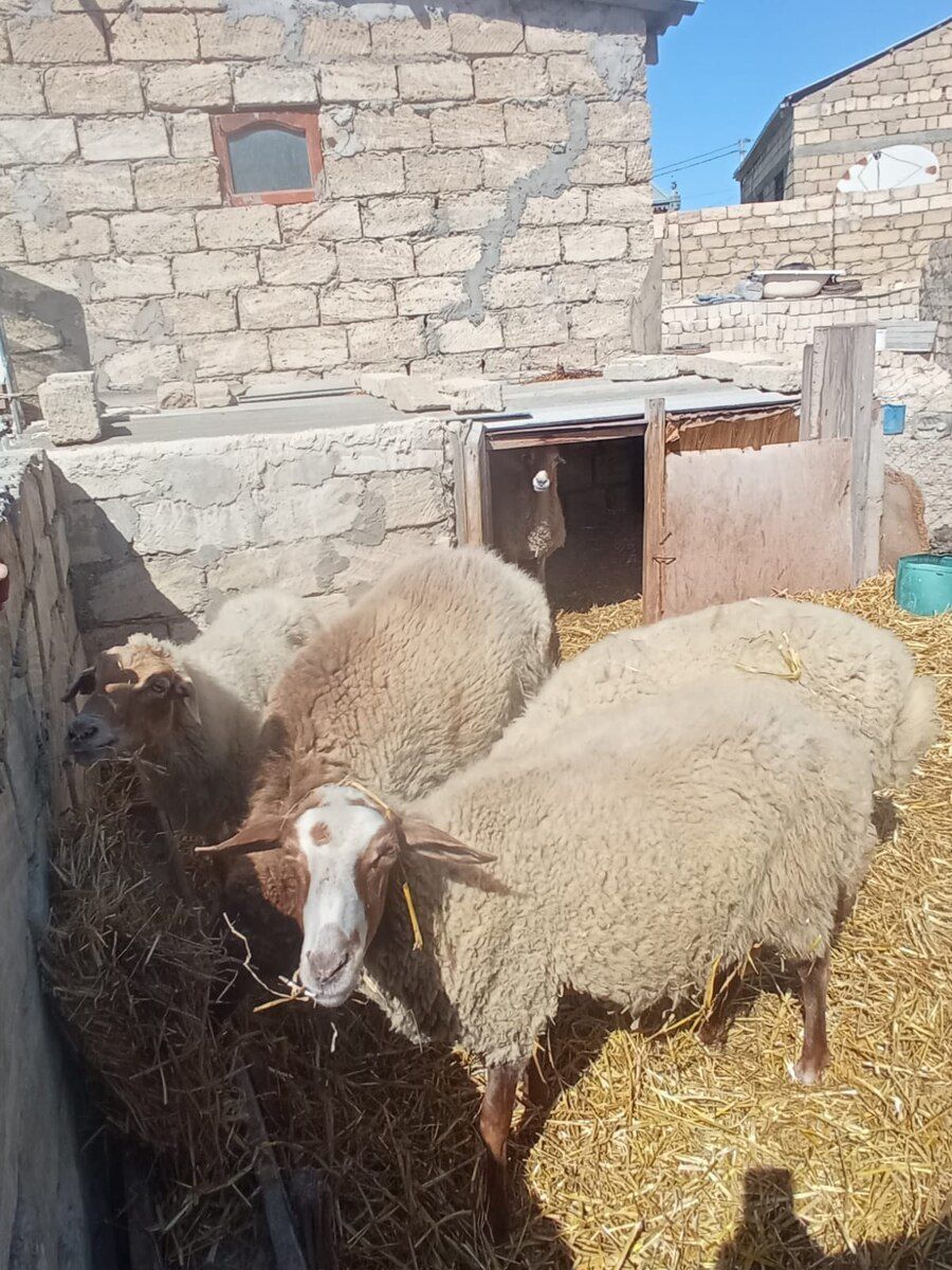 Qoyun və quzular — Kənd təsərrüfatı heyvanları, Bakı (12)