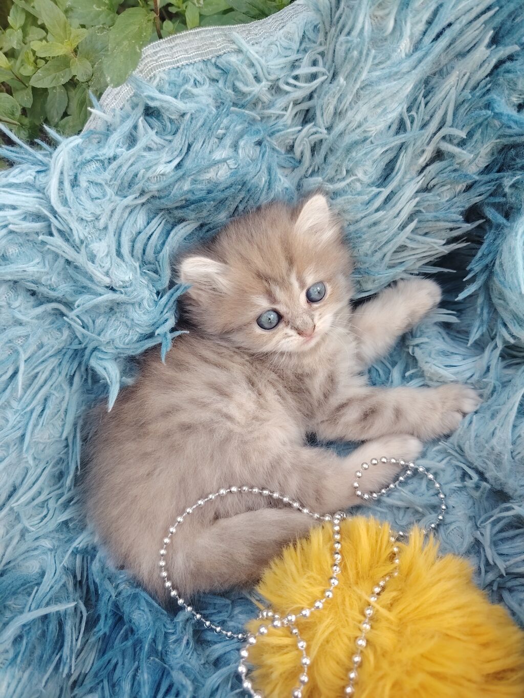Qızıl şinşilla, Dişi, Yaxşı əllərə, Ünvandan götürmə — Pişiklər, Digah (4)
