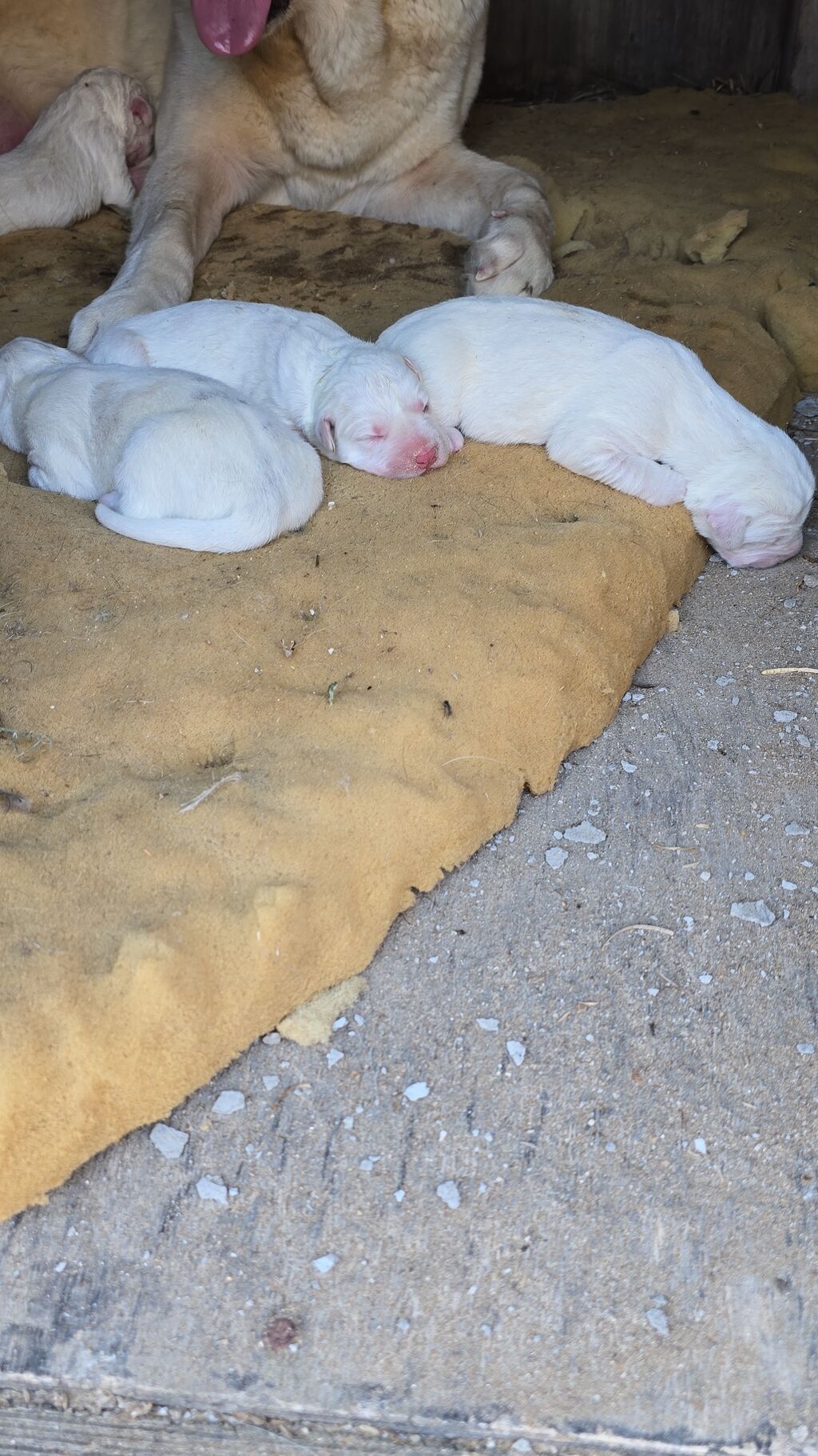 İri sümüklü Alabay balaları satılır Şəkildə 3 günlükdür 3 ədədir 1 — Köpəklər, Digah (2)