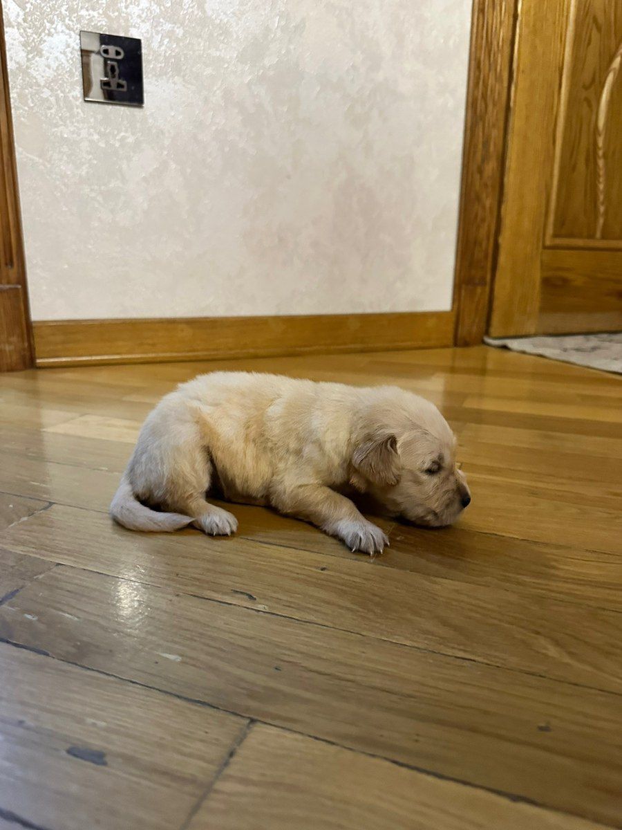 Golden Retriver balaları — Köpəklər, Bakı (3)