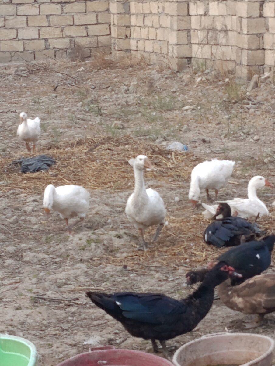 Qaz və ördəklər — Quşlar, Bakı (3)