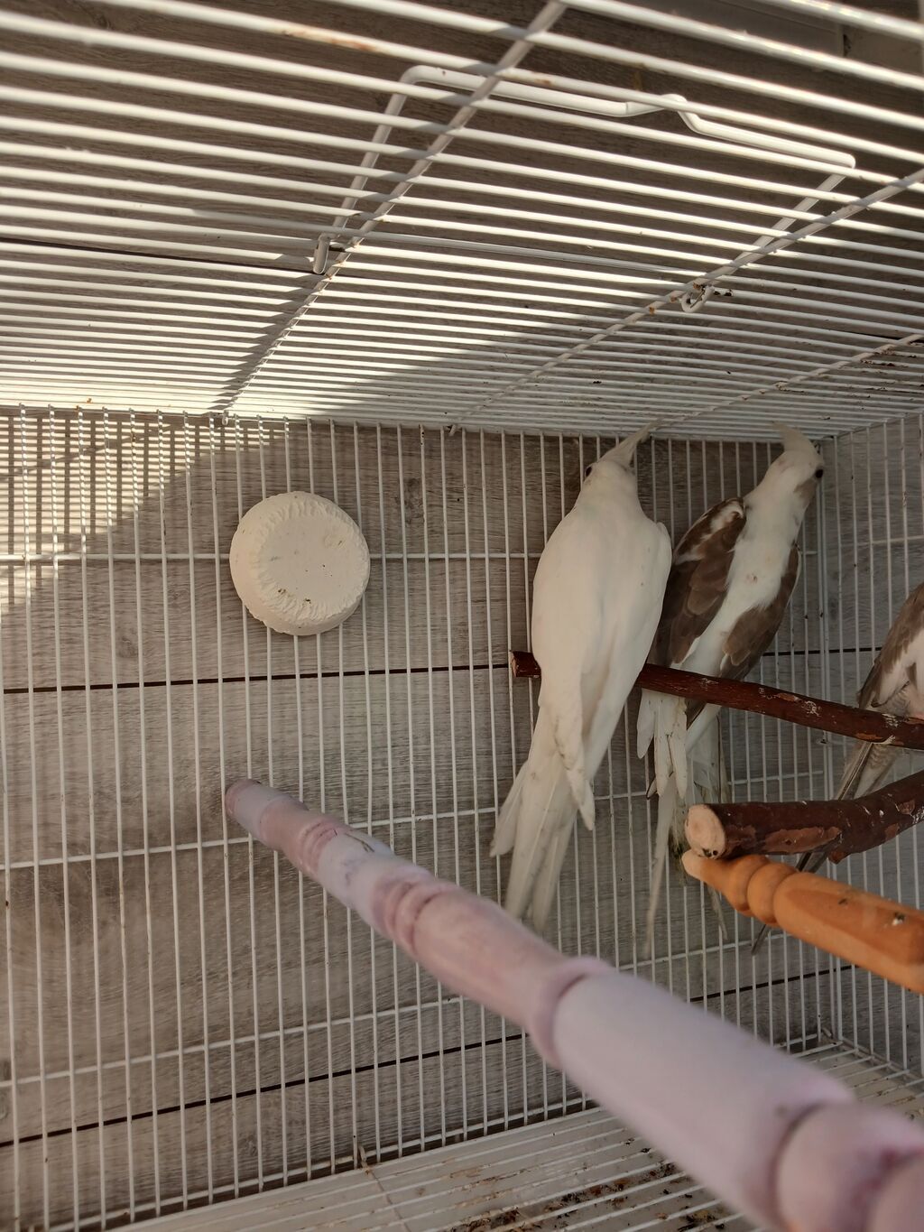 Nymph (kokatiel) quşları – müxtəlif rəng növləri - Növ: Nymph parrot — Tutyun papağayı, Bakı (3)
