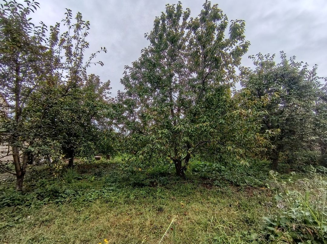 8 sot torpaq sahəsi, Quba r — Torpaq, Quba (9)