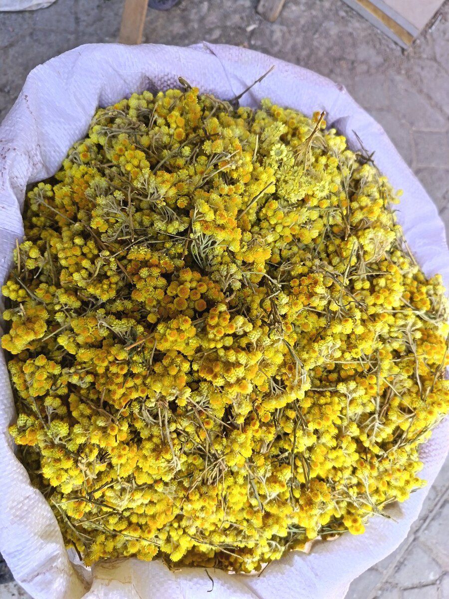 Solmazçiçəyi — Bitkilər, Bakı (4)