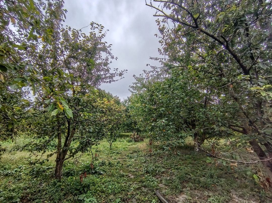 8 sot torpaq sahəsi, Quba r — Torpaq, Quba (3)