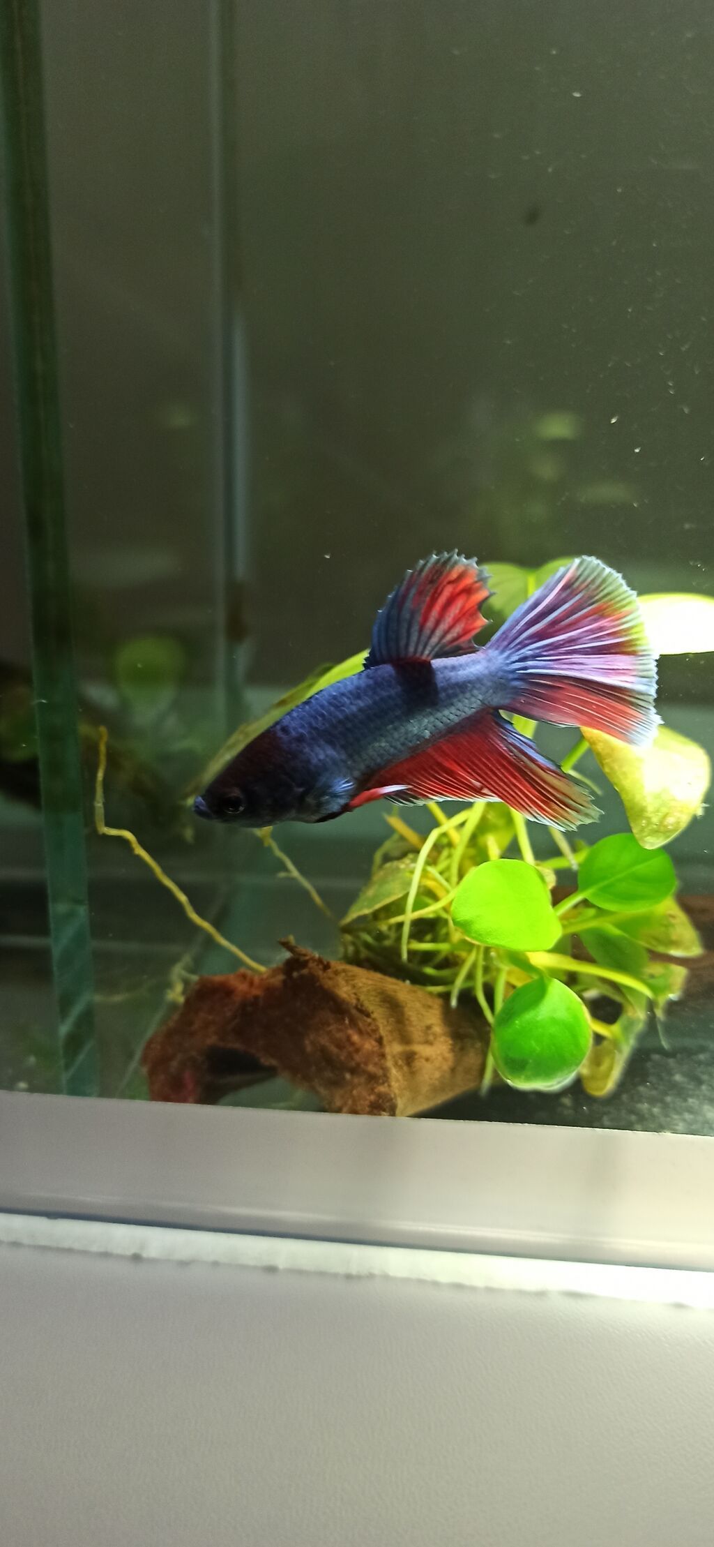Betta (Petuşok balığı), Yırtıcı — Akvariumlar və balıqlar, Bakı (3)