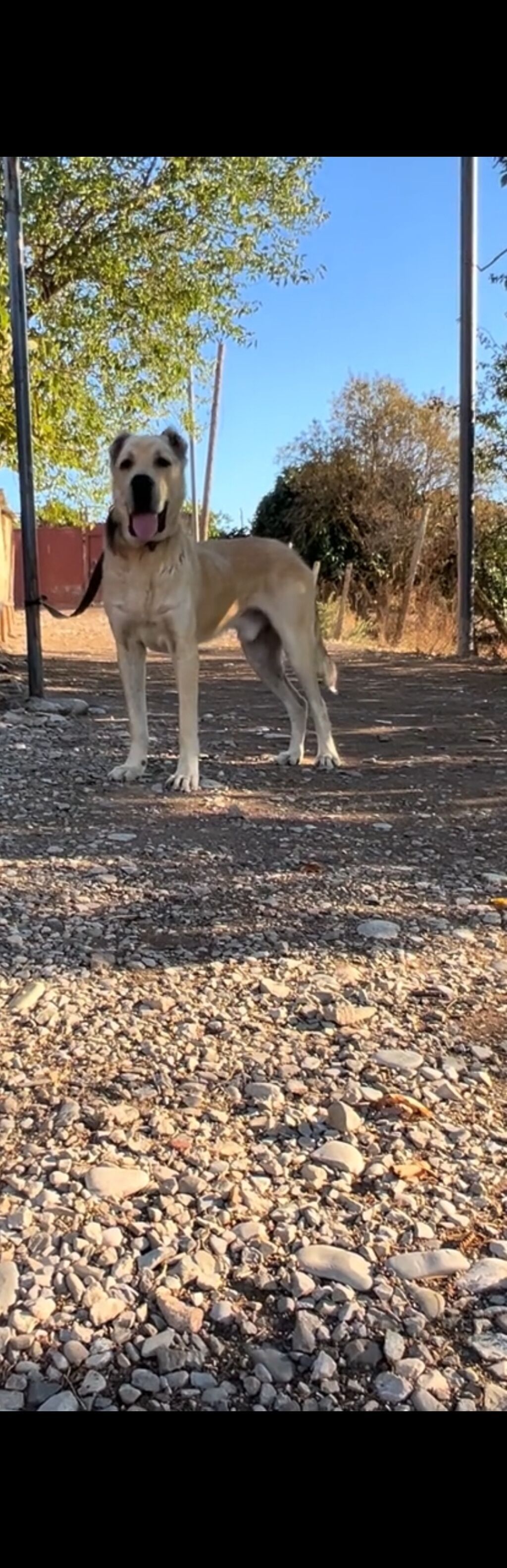 Alabay, Erkək — Köpəklər, Şamaxı (2)