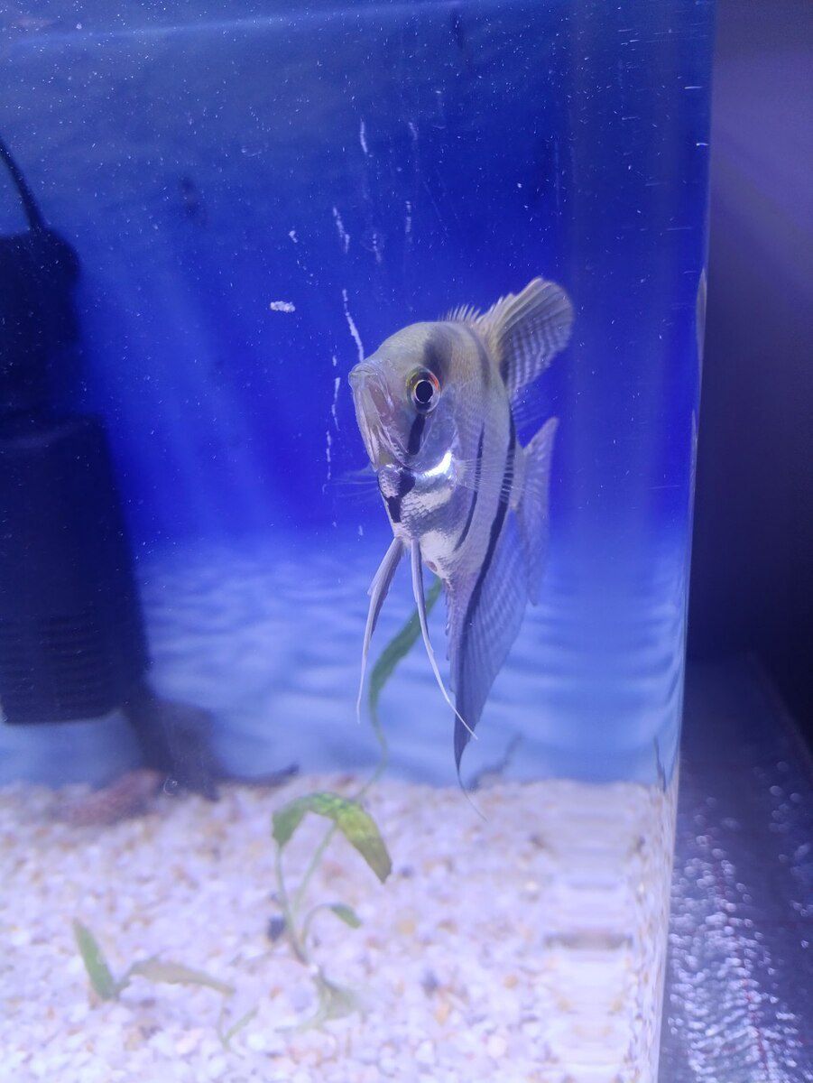 Akvarium balıqları — Akvariumlar və balıqlar, Bakı (4)
