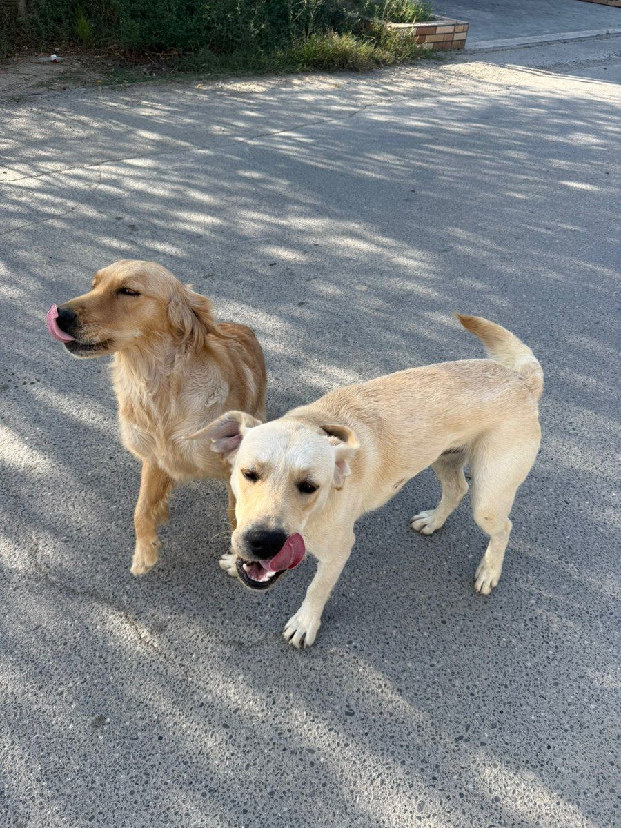Golden Labrador — Köpəklər, Bakı (2)