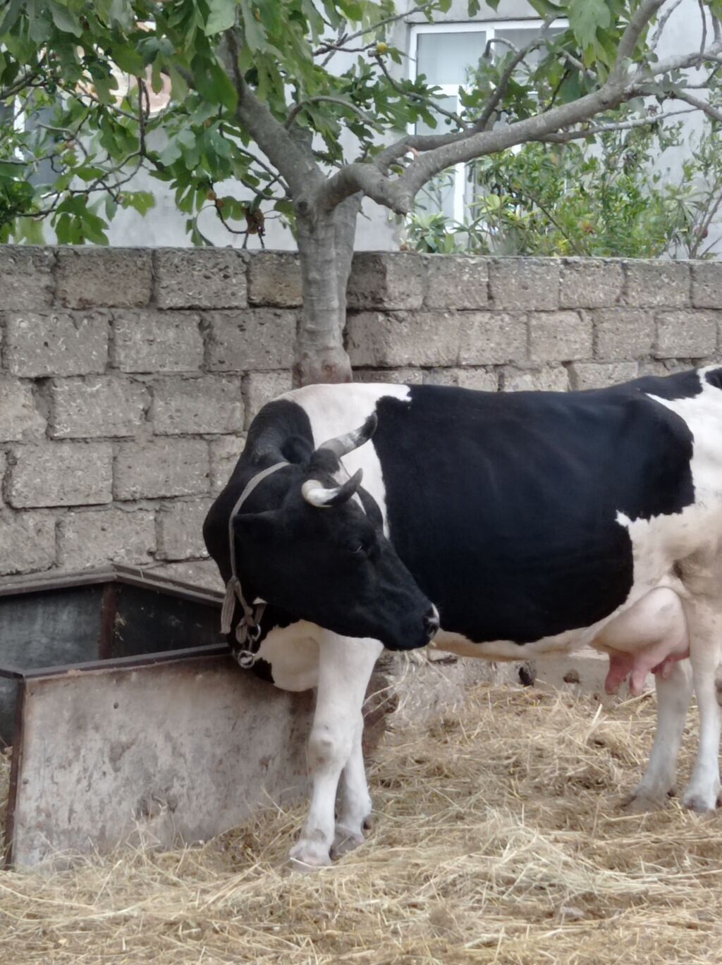 20 gündü doğub ivanovkadı 3 qarına dişi balası var cavandı super — Kənd təsərrüfatı heyvanları, Digah (4)