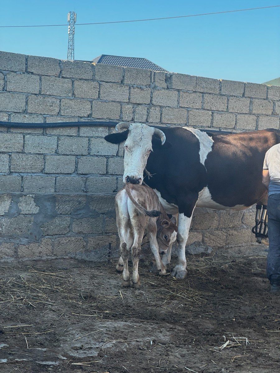 İnək və balası — Kənd təsərrüfatı heyvanları, Sumqayıt (3)