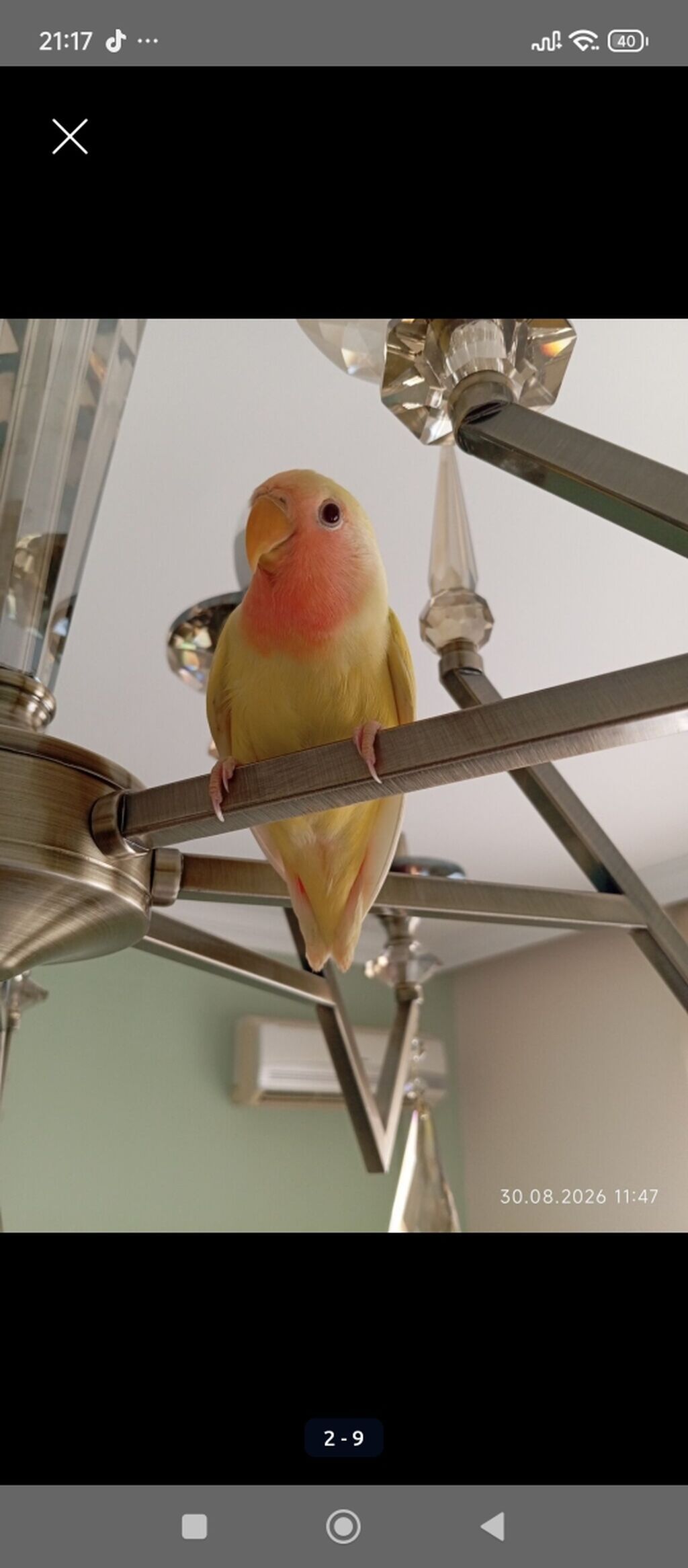 Sarı rəng nerazlucnik (lovebird) satılır.Dişidir.2 ay yarımlıqdır. Ələ — Tutyun papağayı, Bakı (4)