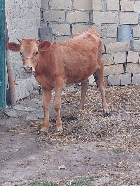 Dana, buzov, Dişi, ay: 6, 55 kq, Ətlik, Ödənişli çatdırılma — Şabran
