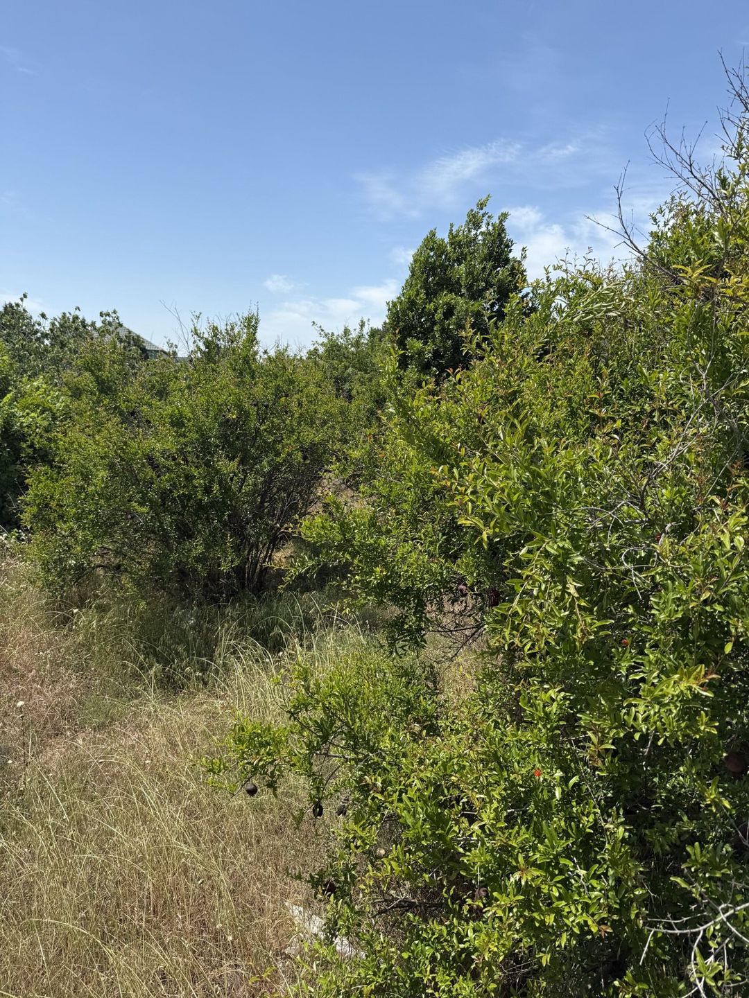 Satılır torpaq 25 sot — Torpaq, Bakı (5)