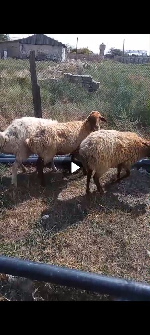 Cavan şeklərdi 2si qarın doğublar. Sırf damazlıq heyvanlardı. Həyət — Xızı
