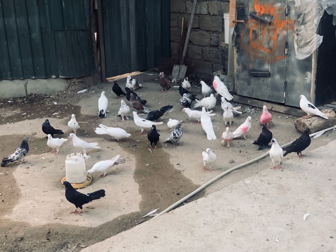 Göyərçinlər — Quşlar, Bakı (10)