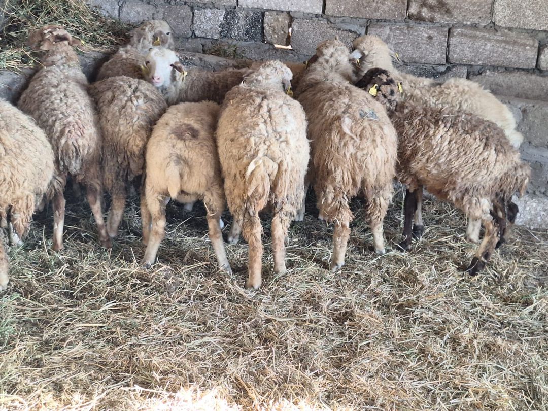 Quzular — Kənd təsərrüfatı heyvanları, Bakı (3)