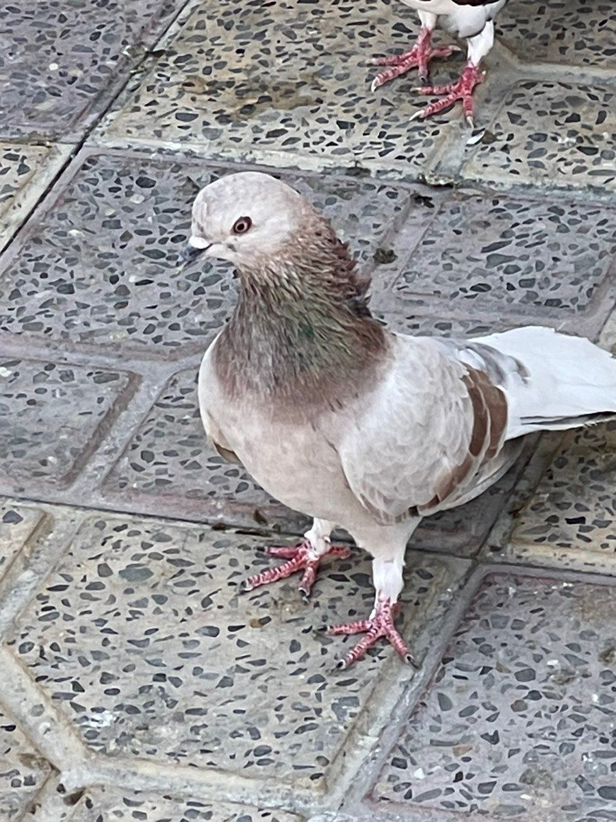 Göyərçinlər — Quşlar, Xırdalan (2)