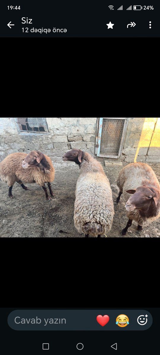 Qoçlar — Kənd təsərrüfatı heyvanları, Bakı (4)