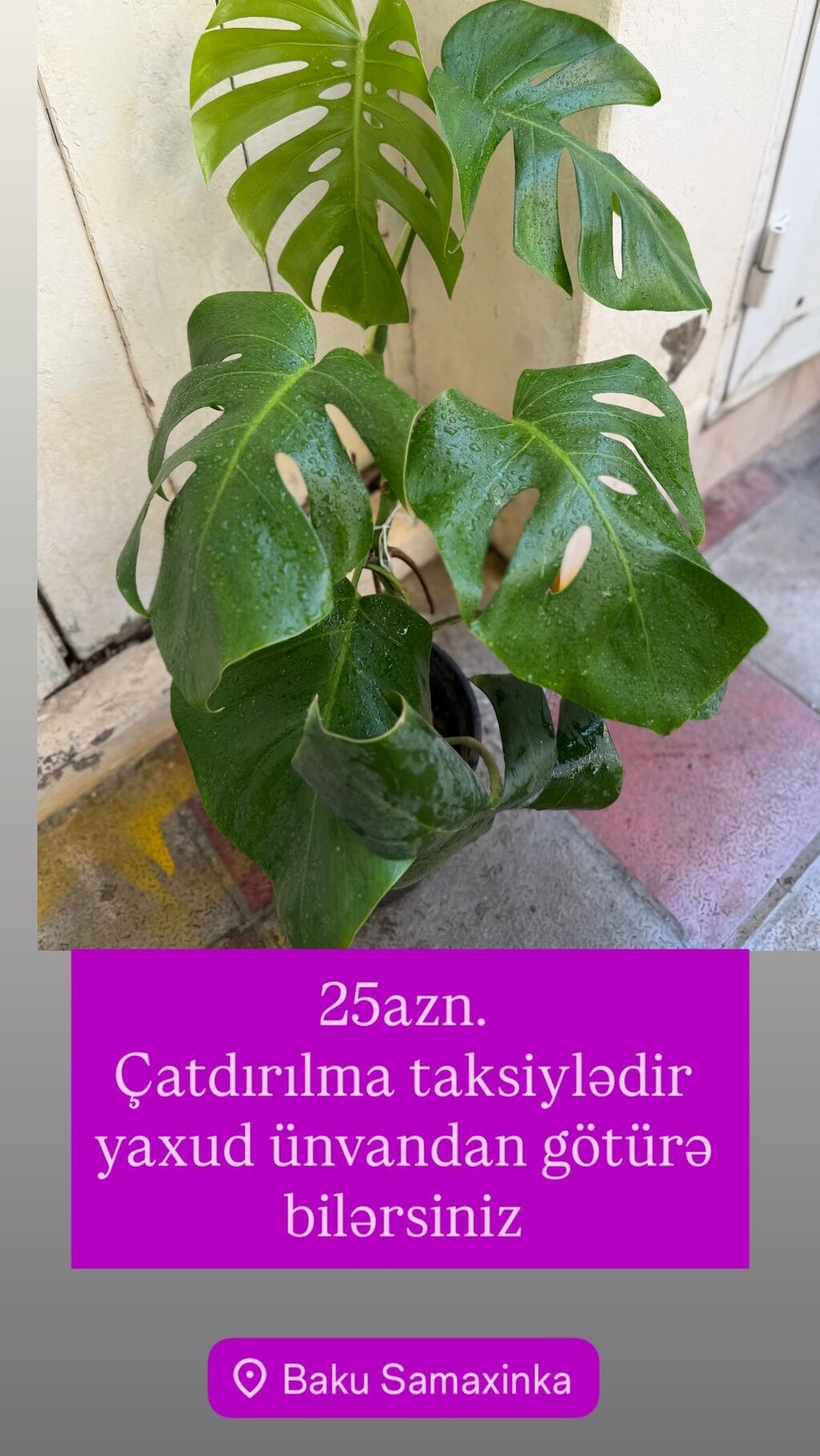 Monstera qiymətlər müxtəlifdir. 15-70azn. Albo 55azn. Ünvan Şamaxinka — Qapı bitkələri, Masazır (4)