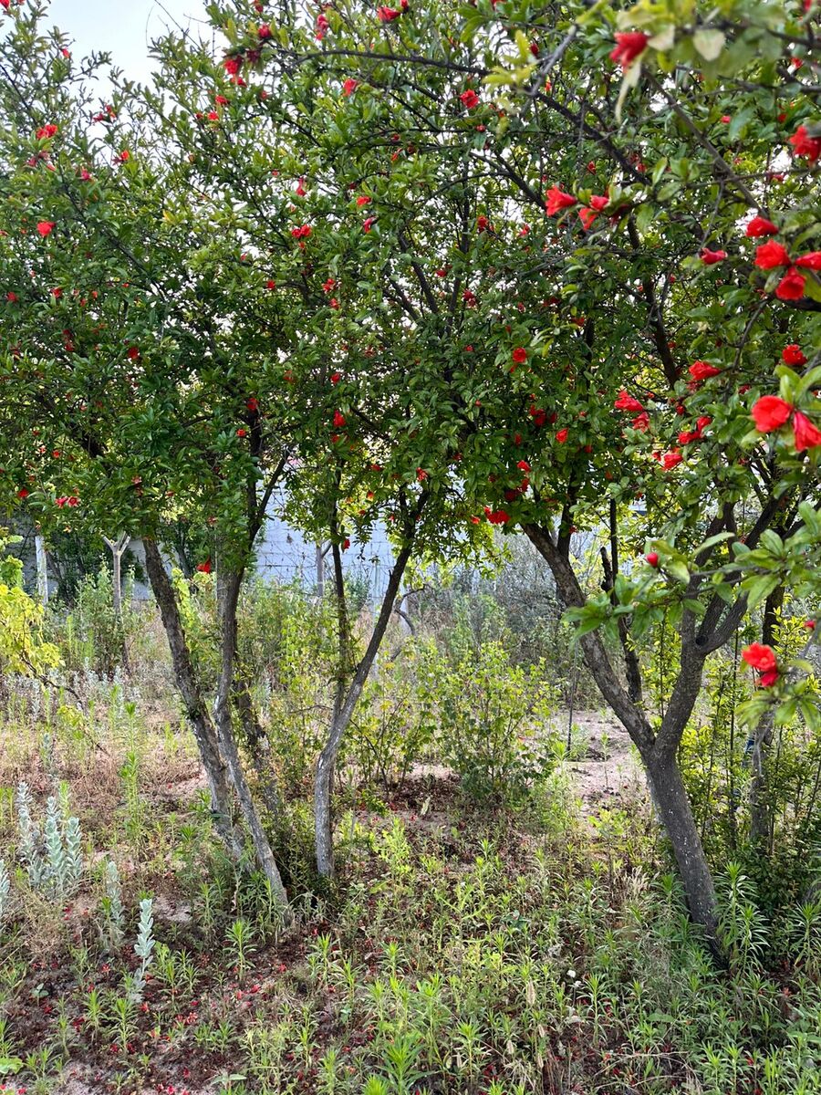 Satılır torpaq 4 sot — Torpaq, Bakı (6)