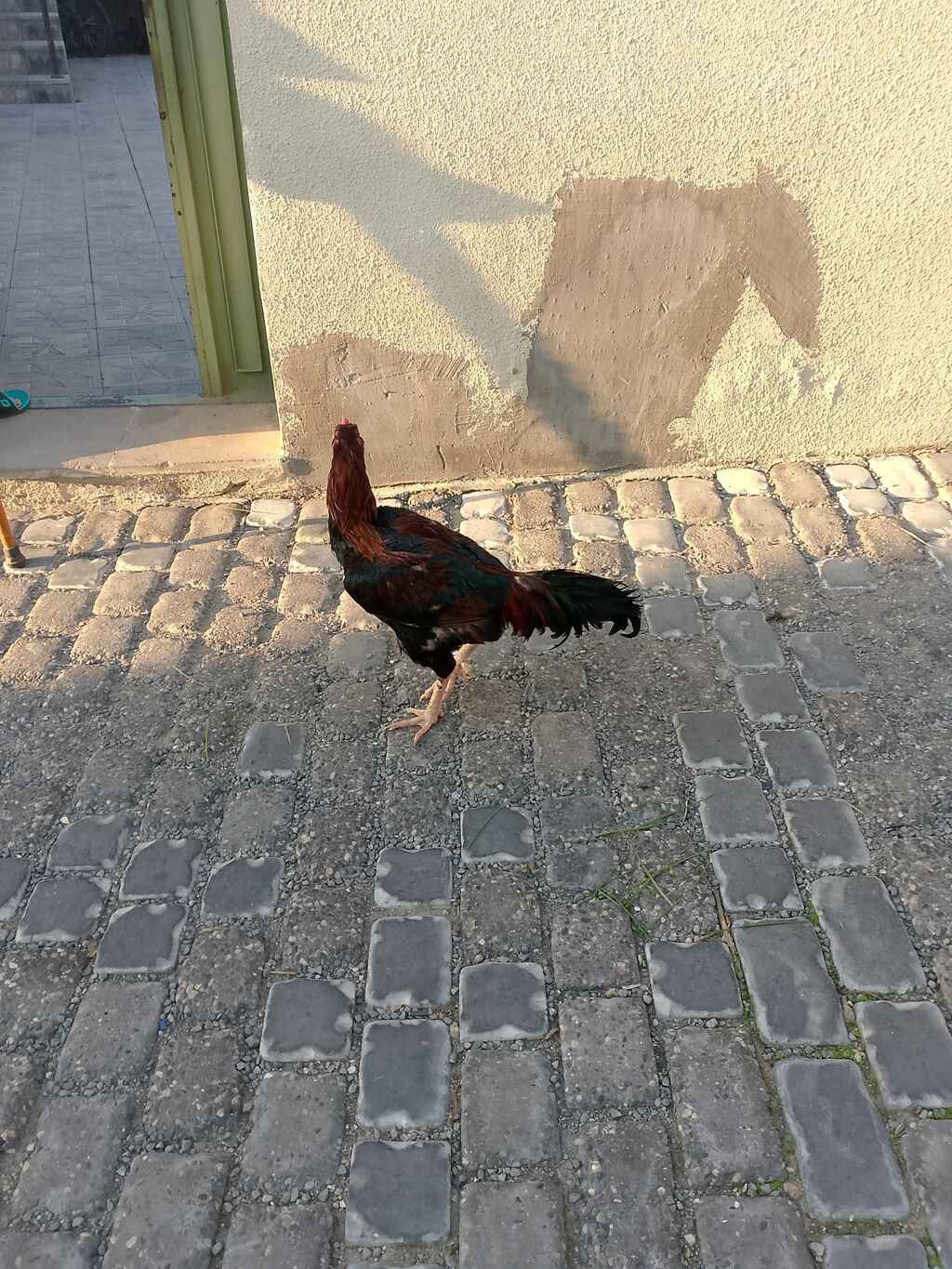 Salam 1 yaş 1 aylıq təmiz heyratı xoruzdu istəyən buyursun — Toyuq və xoruz, Digah (4)