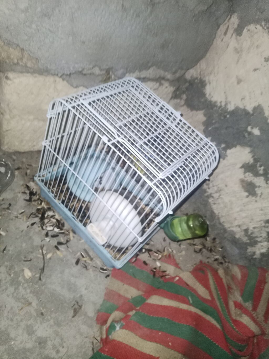 hamster bu qefesle 17m balaca bir qefes var onlada 12m isdiyen desin — Kəmiçilər, Masazır (2)