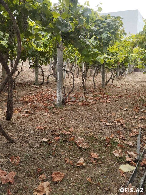 Torpaq Satılır Sabunçu r., Nardaran q., 6 sot — Torpaq, Bakı (2)