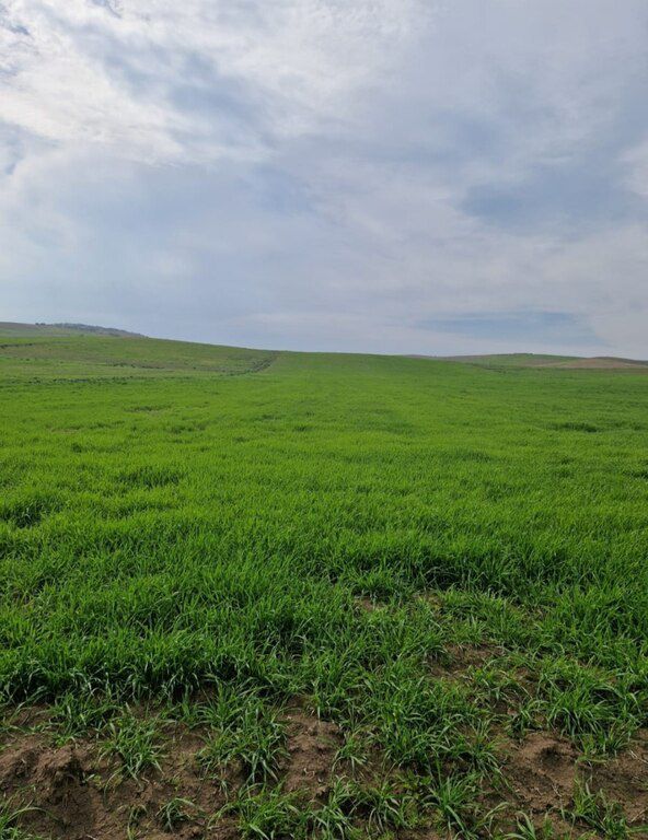 500 sot torpaq sahəsi, Şamaxı r — Torpaq, Şamaxı