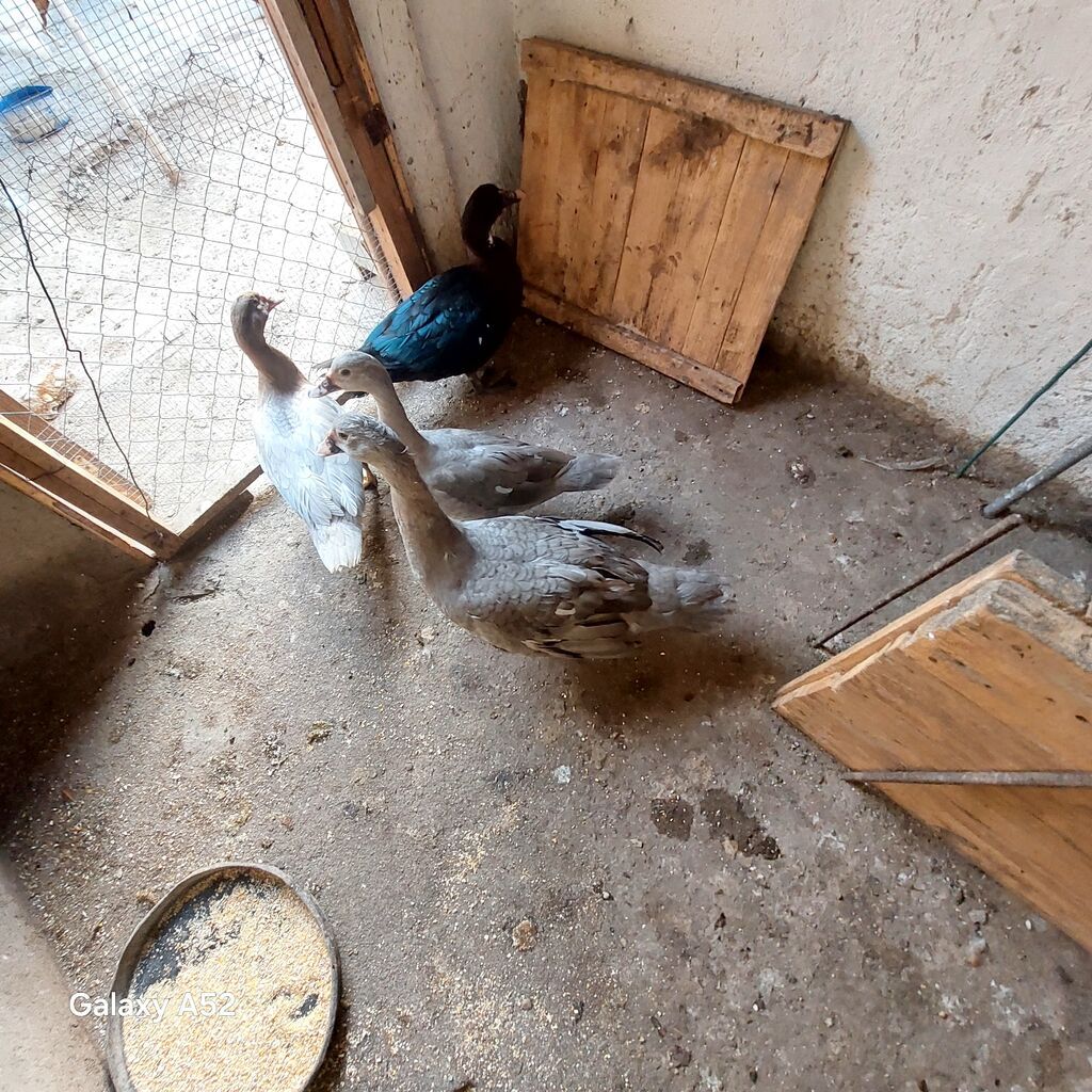 2 Lavanda 1 Fındığı 1 ədəd də Zümrüdü Lal ördəy satılır orginal — Digərləri, Digah (8)