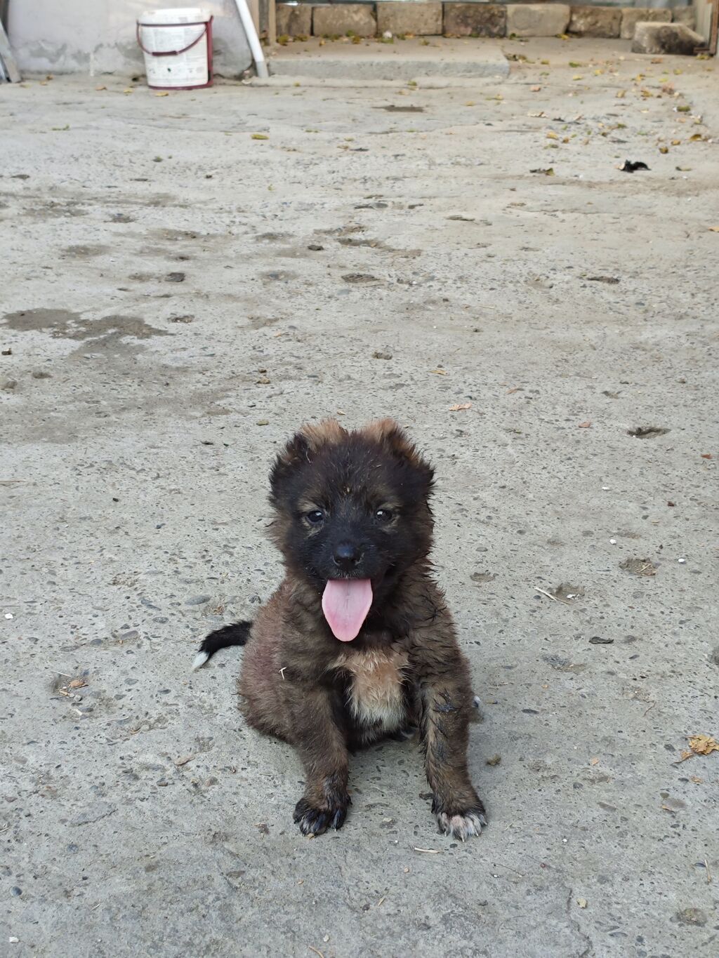 Qafqaz çoban iti, 1 ay, Erkək, Peyvəndli, Ünvandan götürmə, Pulsuz çatdırılma, Ödənişli çatdırılma — Köpəklər, Mingəçevir (10)