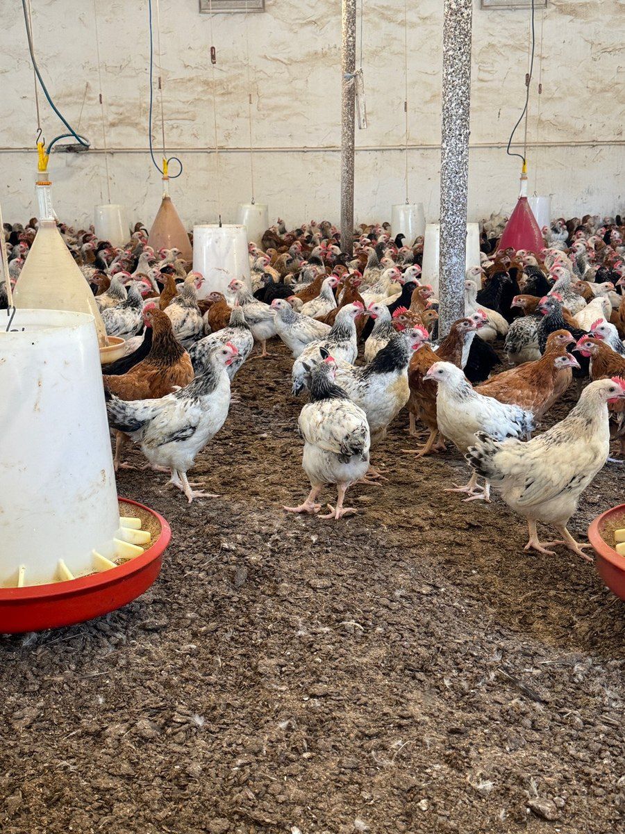 Kənd çolpaları — Quşlar, Bakı (5)