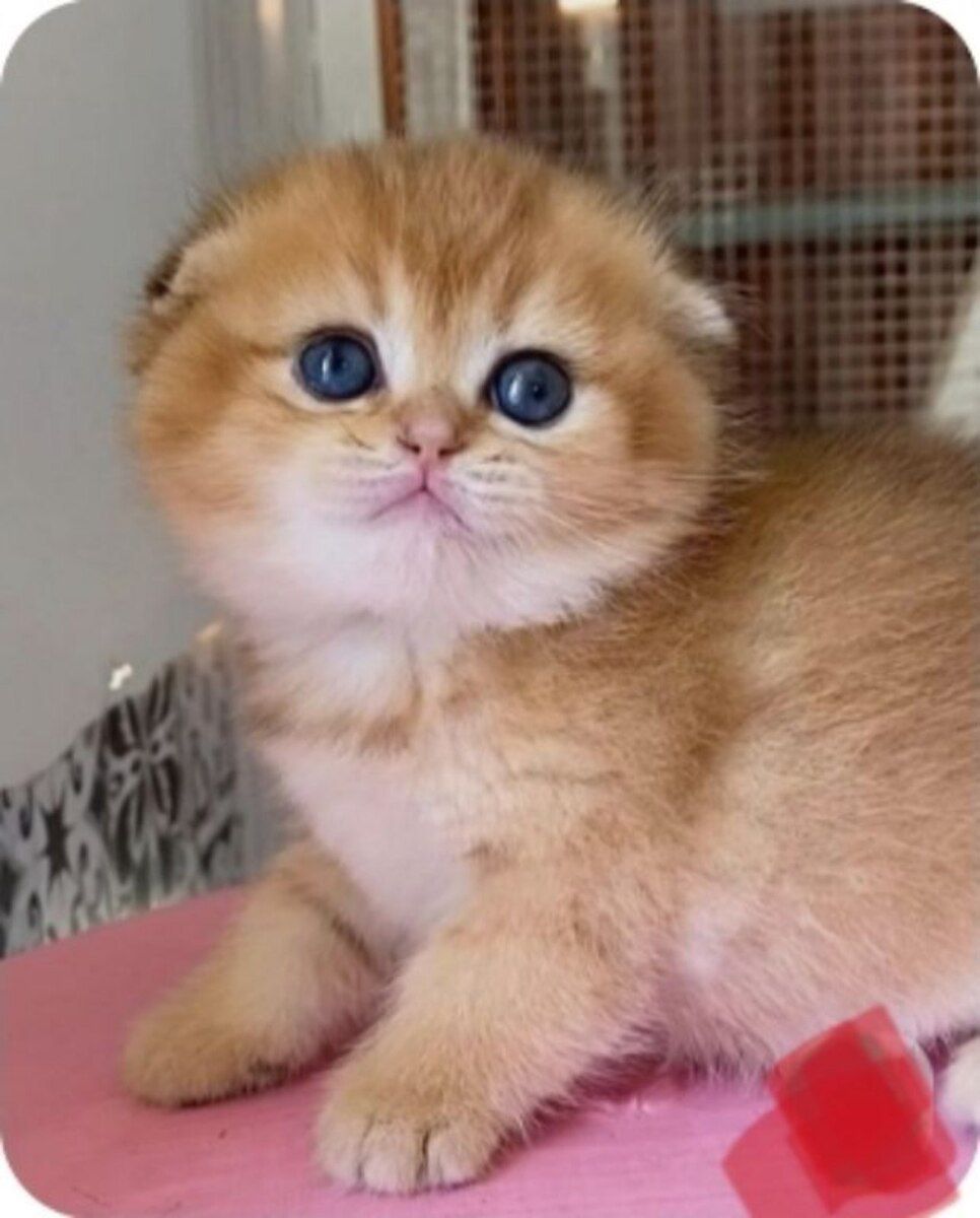 Шотландский котёнок — Pişiklər, Bakı (8)