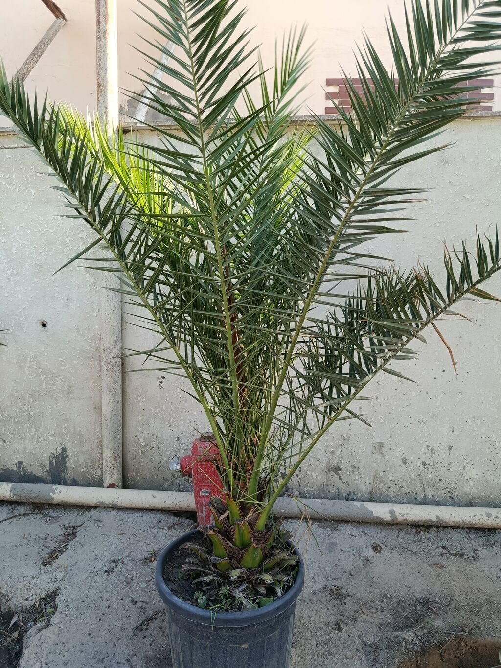Xurma palmaları – qablarda - Bitki: Xurma (Phoenix dactylifera tipli — Ağaclar və fidan, Digah (4)