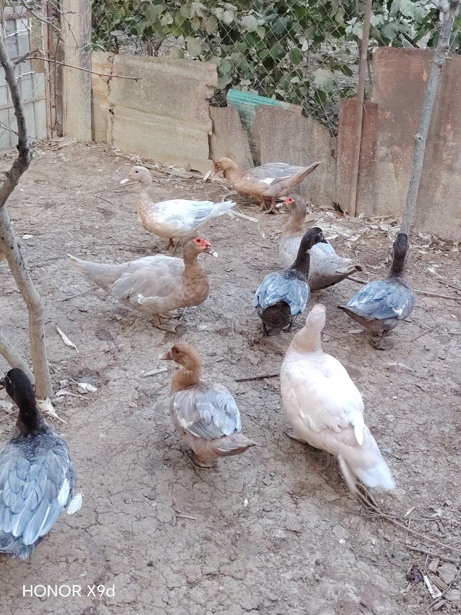 Ördəklər — Quşlar, Sumqayıt (4)