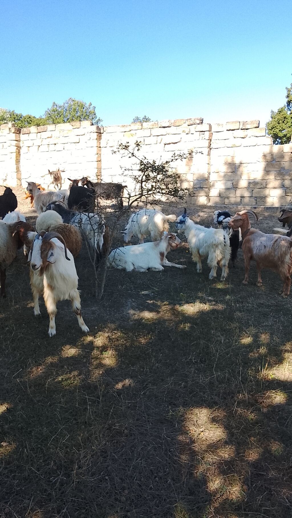 Salam 27 baş heyvan 2 dişi toğlu 1 qoç 11 baş ana keçi 12 baş dişi — Kənd təsərrüfatı heyvanları, Xızı (3)