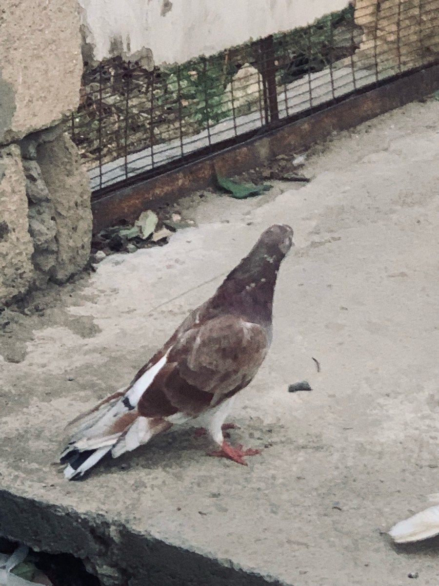 Göyərçinlər — Quşlar, Bakı (2)