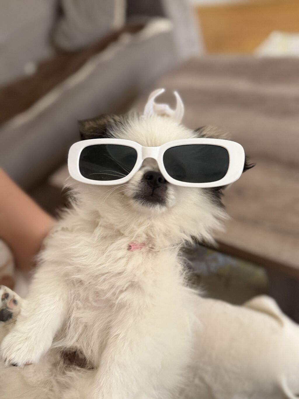 Pekines — Köpəklər, Digah (5)