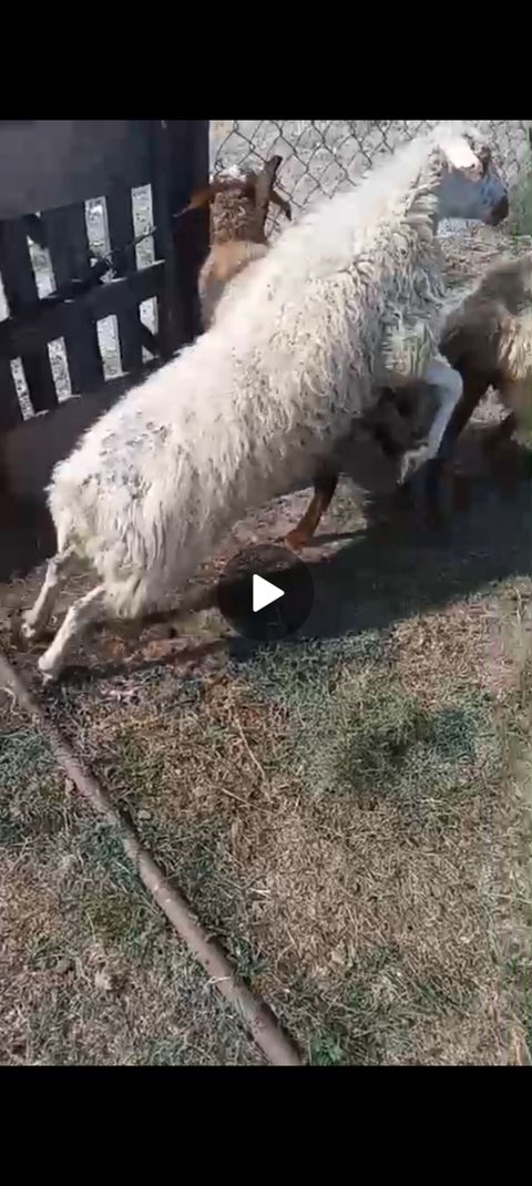 2si 1 qarın doğub, 1i 1 qarın. 2si boğazdı hal-hazırda. Ətlik məsləhət — Xızı