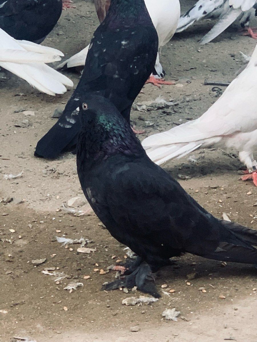 Göyərçinlər — Quşlar, Bakı (6)