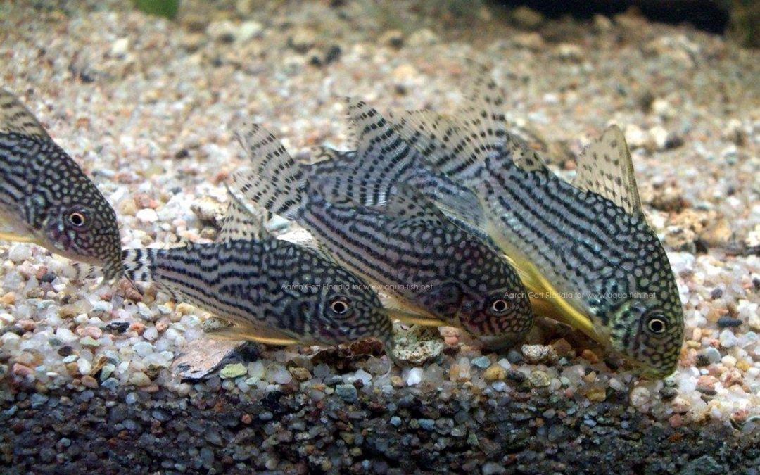 Koridoras şterba — Akvariumlar və balıqlar, Bakı (2)