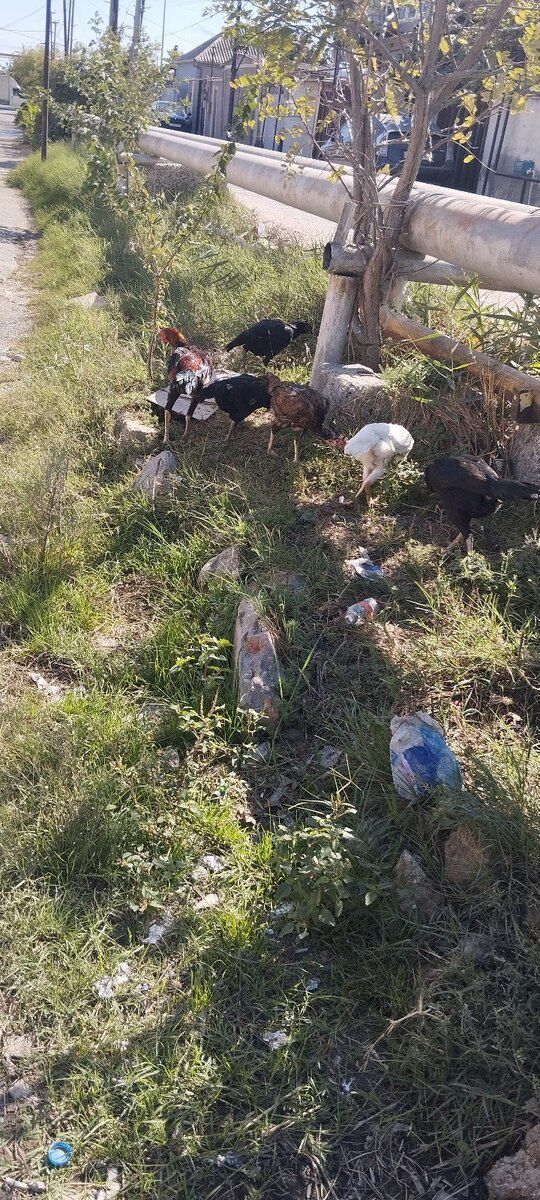 Heyratı xoruzu — Quşlar, Bakı (6)
