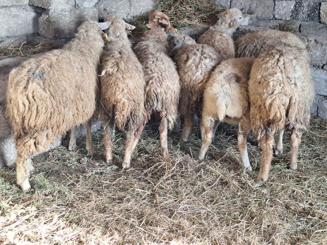 Quzular — Kənd təsərrüfatı heyvanları, Bakı (4)