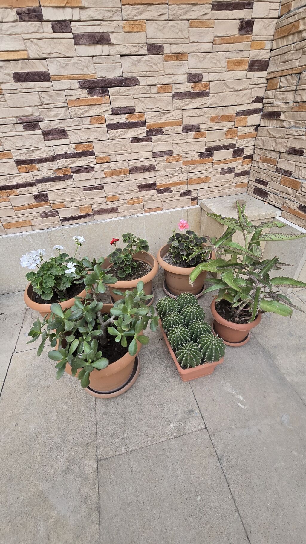 Otaq və balkon üçün saksı bitkiləri dəsti 6 li destimiz endirmde — Qapı bitkələri, Masazır