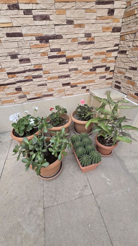 Otaq və balkon üçün saksı bitkiləri dəsti 6 li destimiz endirmde — Masazır
