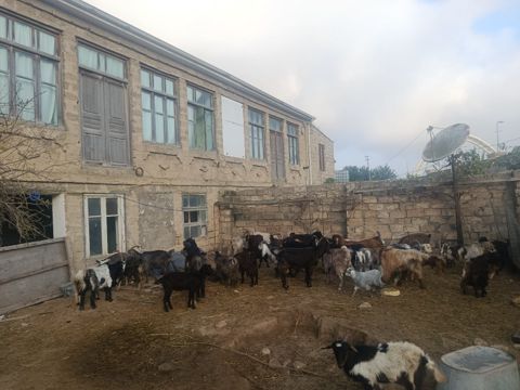 Hələb keçiləri — Kənd təsərrüfatı heyvanları