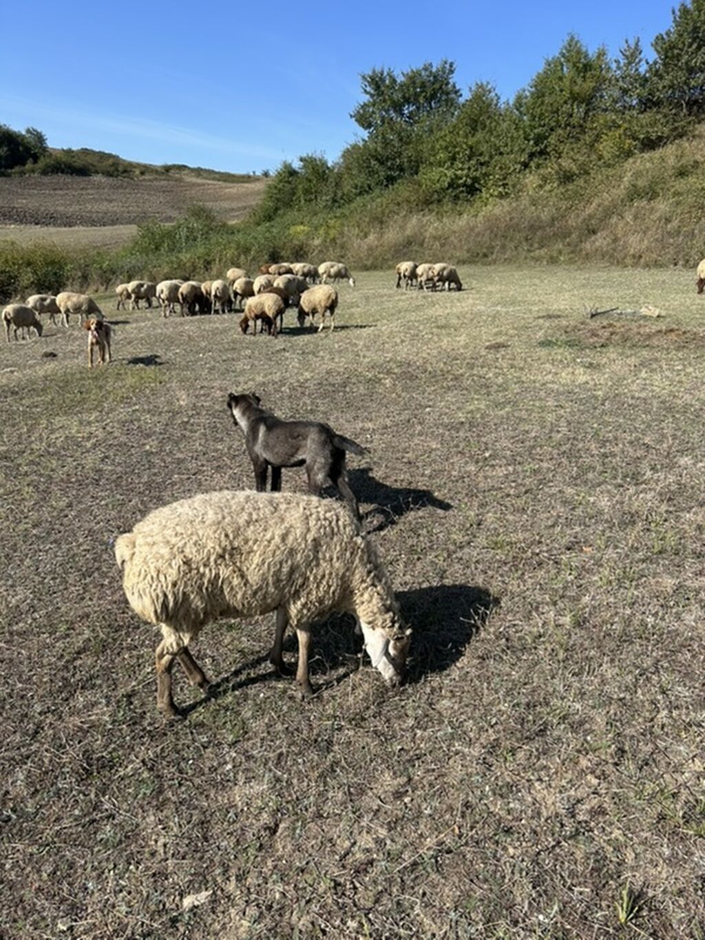 5 ay, Erkək — Köpəklər, Ağsu