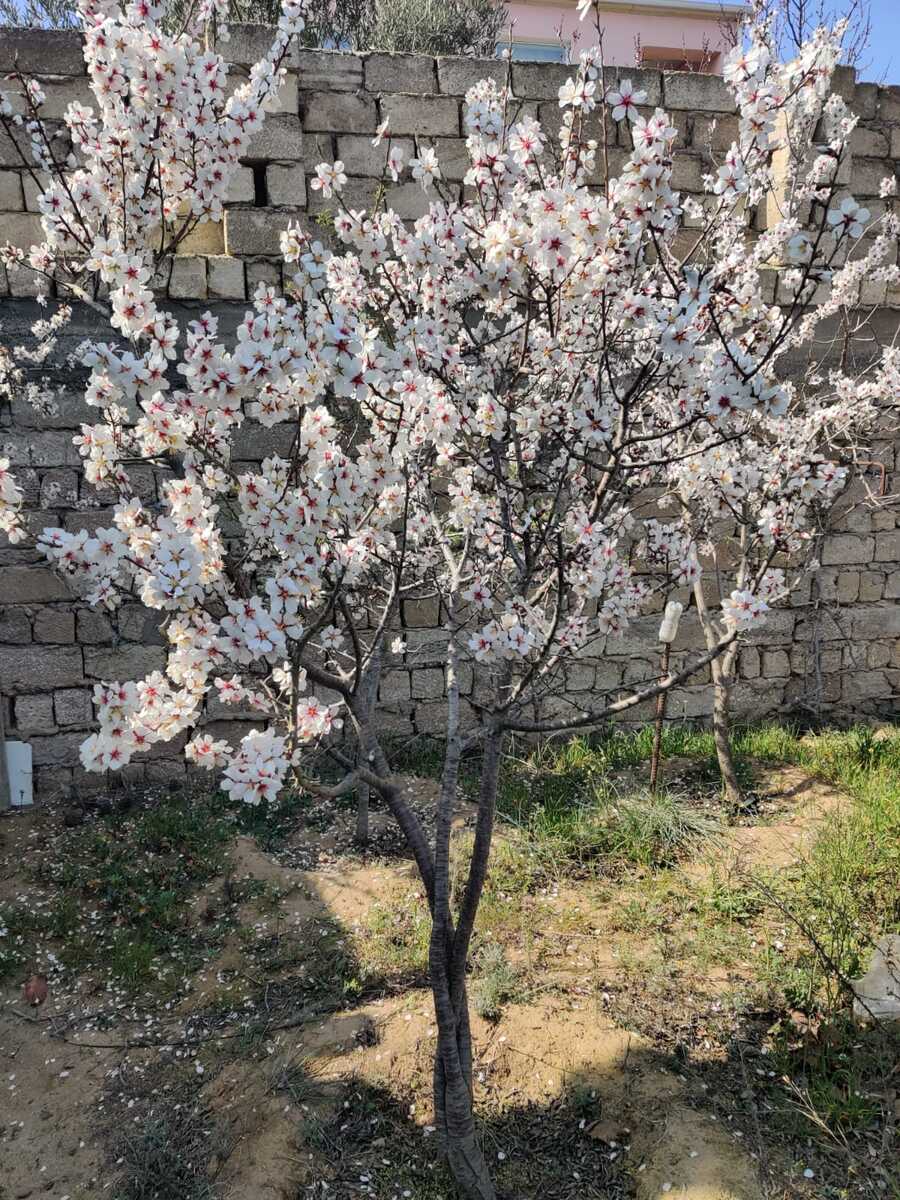 Satılır 2 otaqlı həyət evi/bağ evi 22 m² — Ev, villa, Bakı (8)