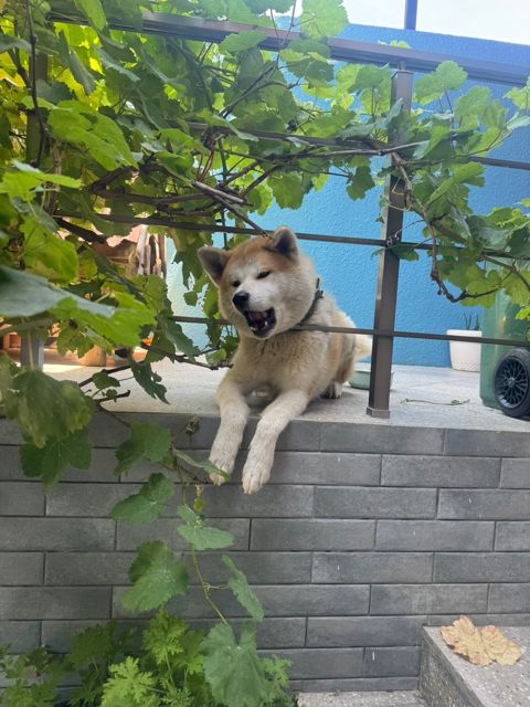 Akita-inu — Bakı