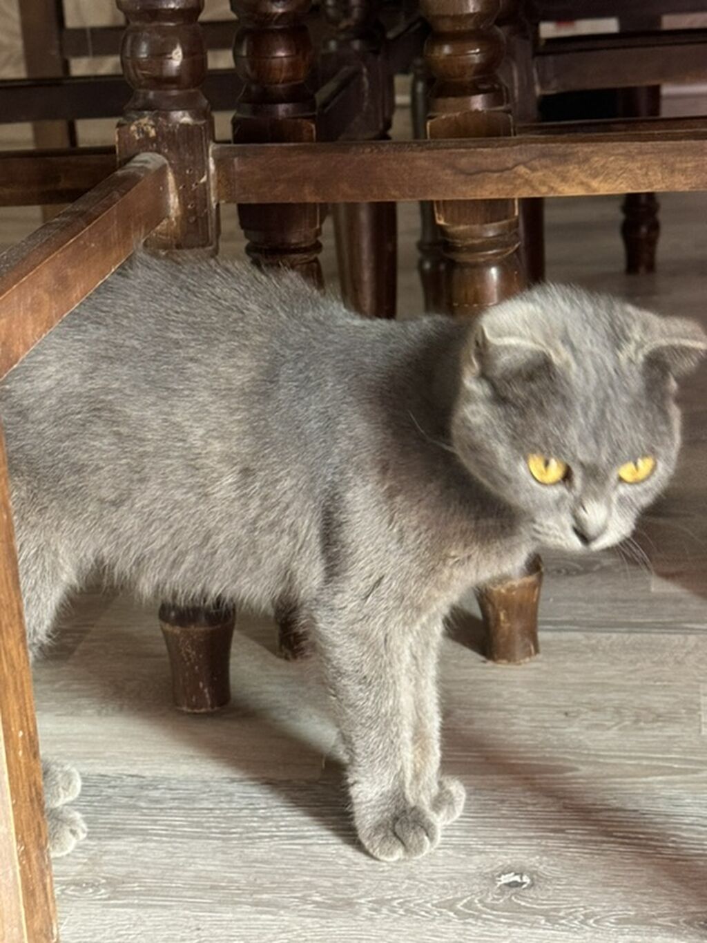 Tabbi, Dişi — Pişiklər, Gəncə (2)